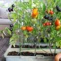 How to Start a Garden in Your Tiny Home Backyard