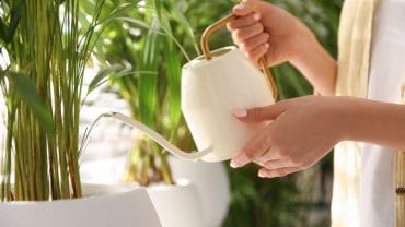 Why You Should Add More Greenery to Your Tiny Home Property