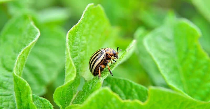 How to Keep Pests Away When Hanging Out Outside